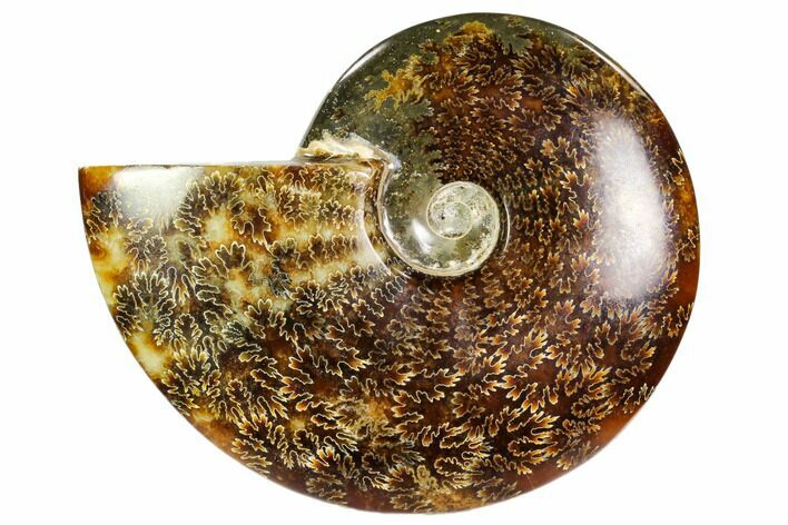 Polished, Agatized Ammonite (Cleoniceras) - Madagascar #104859